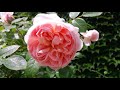 Мой сад в июне 2018. Часть 1. My rose garden tour 2018. Part 1.