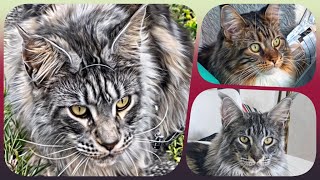 🌟🐾 Top10 Week 13 - Maine Coon Showtime! Your Ranking of Shorts with Sherkan & Shippie! 🐾🌟 131 by Maine Coon Cats TV 284 views 1 month ago 2 minutes, 47 seconds