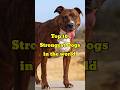 Top 10 Strongest Dogs Breeds in the world