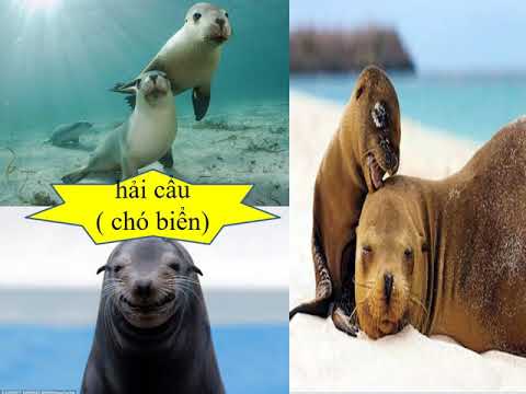 Tuần 26 - Lớp 2 LTVC từ ngữ về sông biển, dấu phẩy.