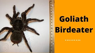 Goliath Birdeater || Goliath birdeater facts || Are Goliath birdeaters good pets?