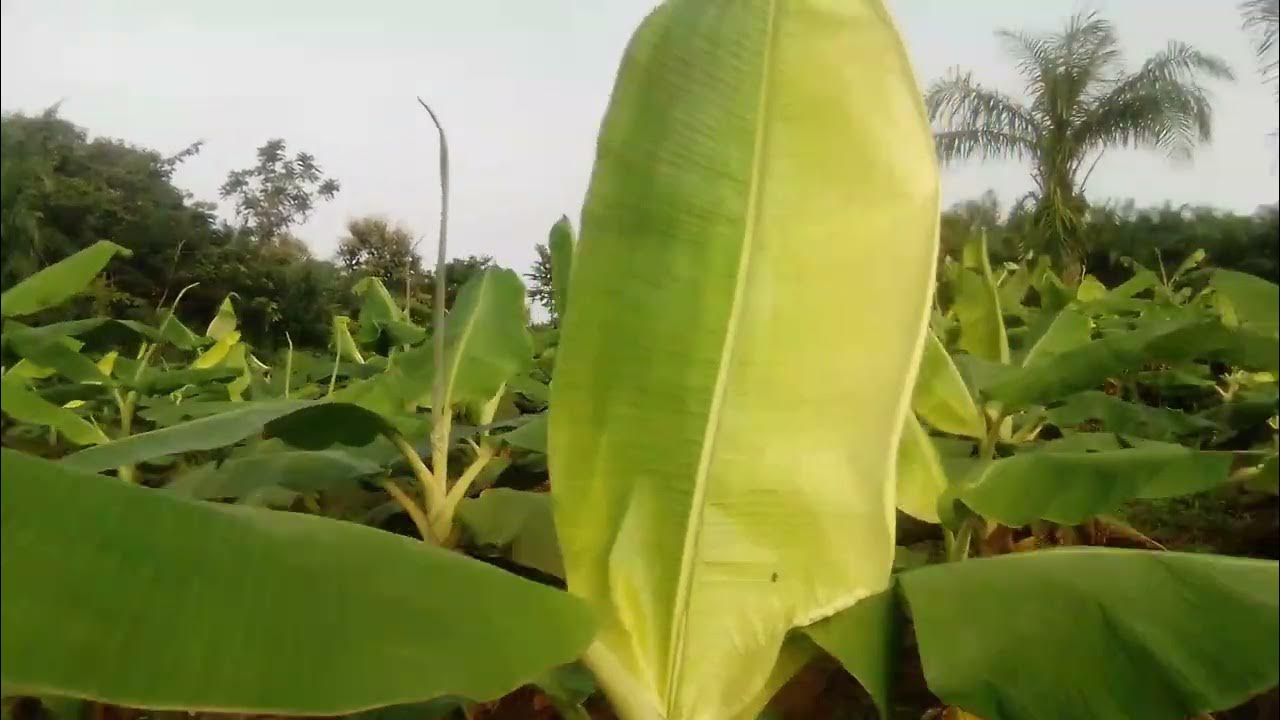 Évolution de la plantation de banane plantain YouTube