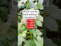 Which can be bent without breaking?
