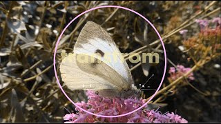 Cabbage White - Achromatic Angel Drinks From Pink Flowers