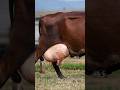The cow of India has made a name for itself in big countries like Brazil and America.