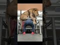 Squatting Lion #squat #lion #pr #gym