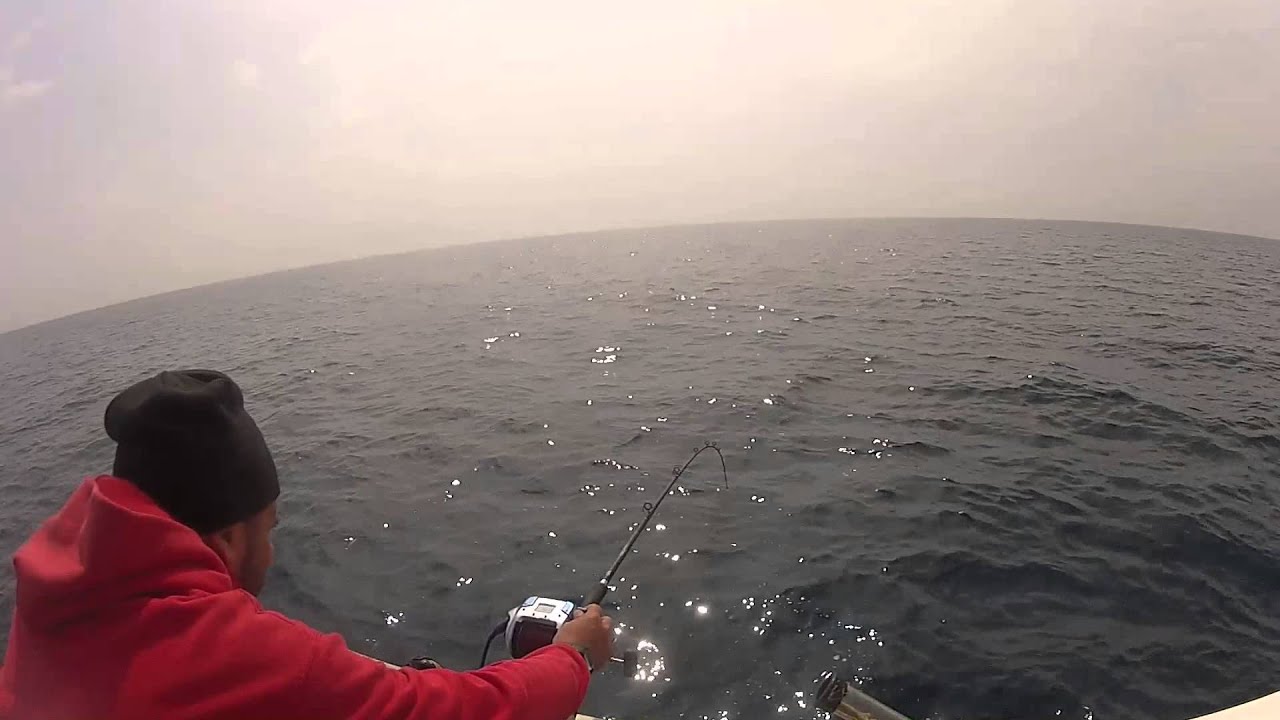 Pezzogne 2014 (Pagellus Bogaraveo)