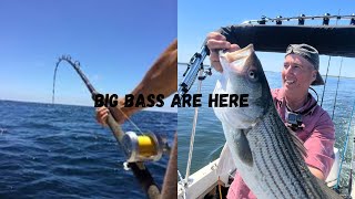 Using Mojo’s to find Big Stripers🎣