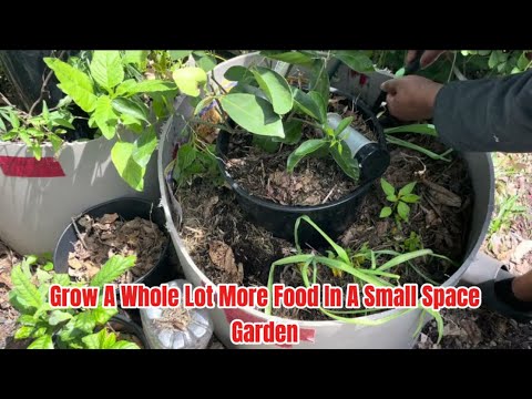 ONE Simple Container Trick To Increase Growing Space! - YouTube