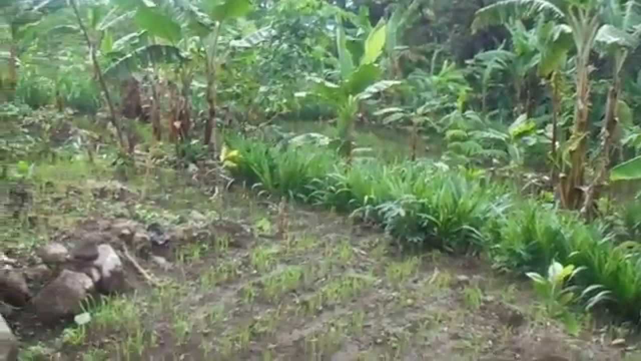 How to plant cloves,cara menanam cengkeh di pulau jawa,harga cengkeh