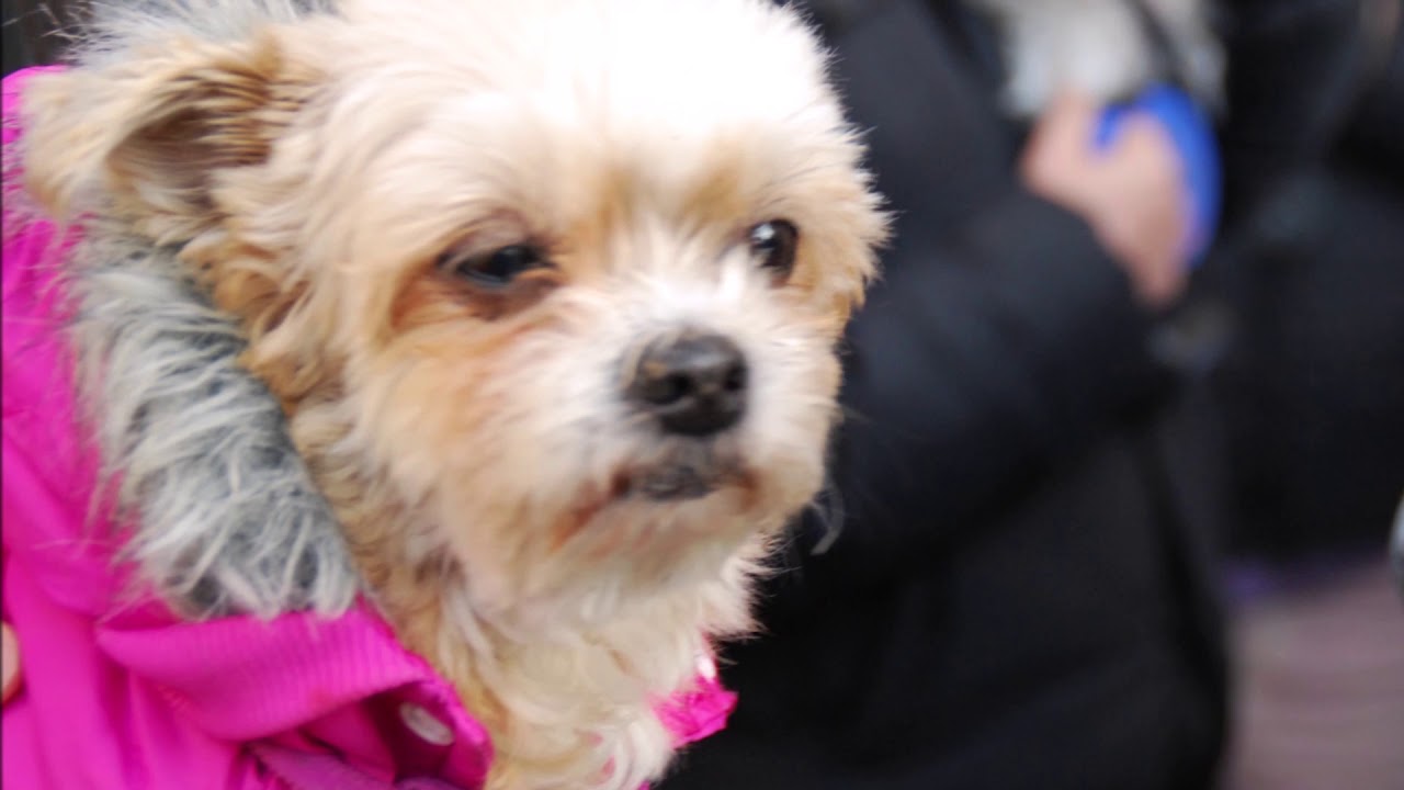 Trigueros con el Santo 2020