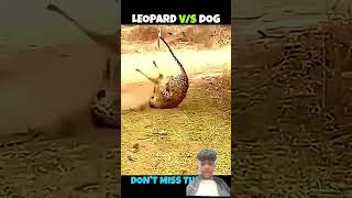 Leopard V/S Dog & Cat #viralshorts #viralytshorts #shorts #animalshorts #ytshorts #wildlife #animals
