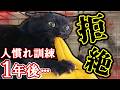 【人慣れ訓練】栄養失調の黒猫が心を開くまでの１年間の記録