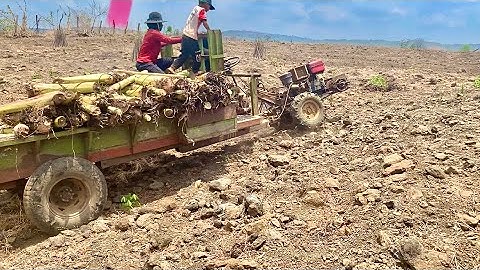 Xe công nông chở cây chuối lên dốc cực kỳ khỏe và cái kết cuộc sống của KIU 81