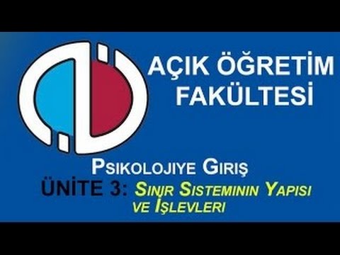 AÖF Dersleri: Psikolojiye Giriş - Ünite 3: Sinir Sisteminin Yapısı Ve İşlevleri