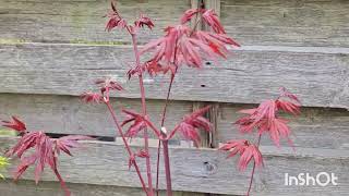 let's watch the acers grow during spring