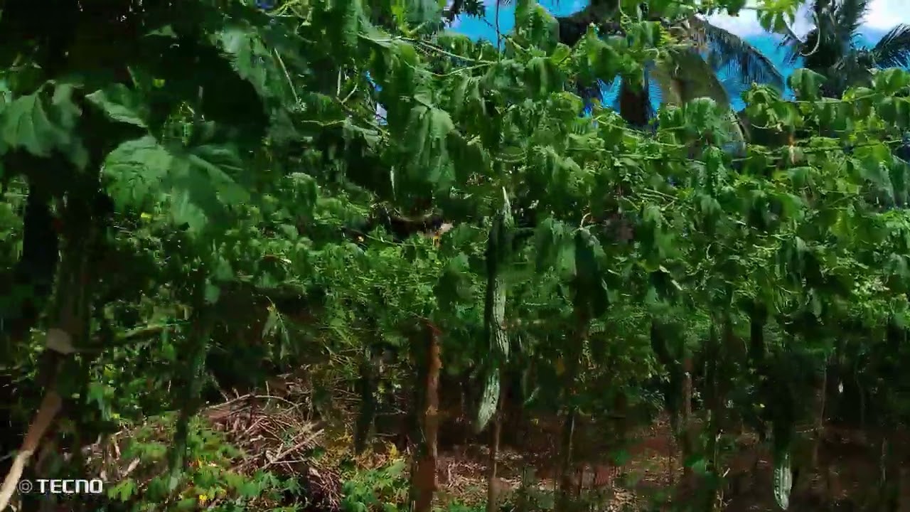 pag itinanim may aanihin ,,ampalaya po  Muna 