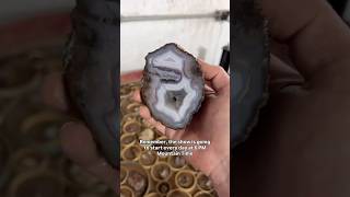 $1 Bids on 38-Million-Year-Old Treasures! 💎 (Live Agate Auction) #shorts