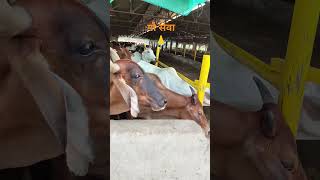 गौ माता की सेवा हमारे धर्म में परम पूजनीय है#gaumata #dharam #krishnalove #ytshorts #gaushala #yt