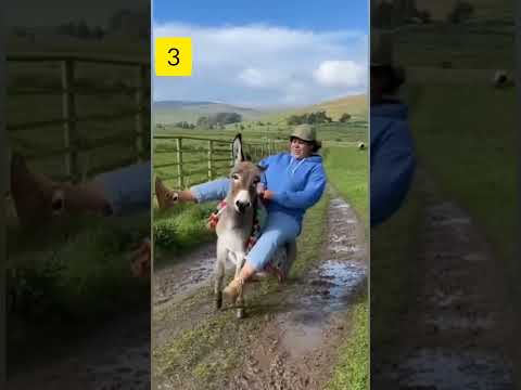 سقوط بامزه زن و الاغ خنده تضمینی Hilarious Donkey Woman Fall You Won T Stop Laughing