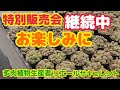 【多肉植物】【特別販売会継続中】特別販売会‼️継続中~🎵お楽しみに~🎵2026年5月7日