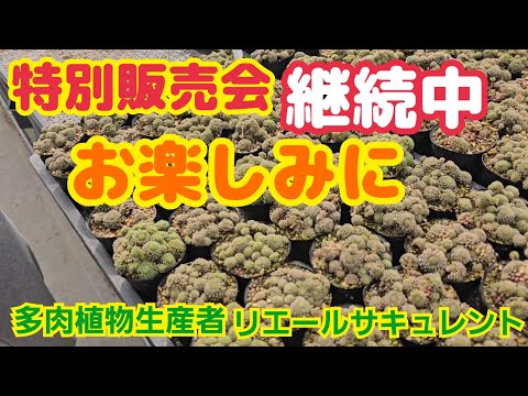 Succulents] [Special Sale Ongoing] Special sale!! ️Ongoing~🎵Stay