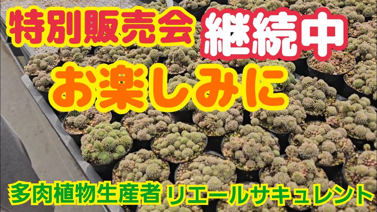 Succulents] [Special Sale Ongoing] Special sale!! ️Ongoing~🎵Stay