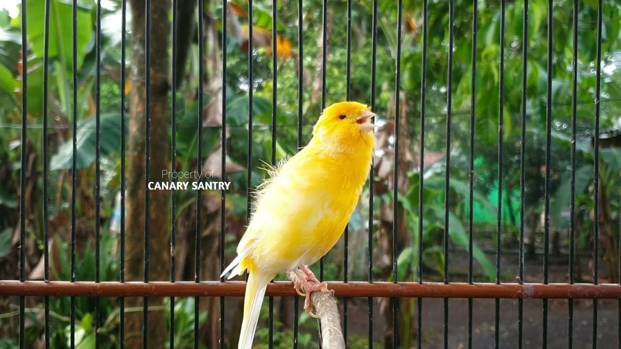БЫСТРО❗ Включите это, чтобы птица запела.