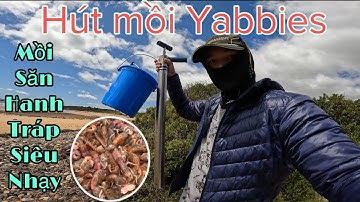 Cách hút mồi yabbies sống làm mồi săn Hanh, Tráp siêu nhạy.