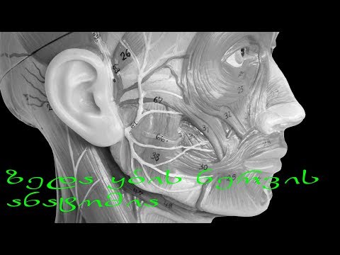 ზედა ყბის ნერვის ანატომია | Maxillary Nerve Anatomy