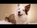 Why Border collie is the Most Intelligent Dog Breed?