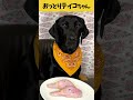 【閲覧注意! ASMR おっとりティコちゃん6】おっとりすぎて鴨の頭を豪快に食べれないティコちゃん🥺/Raw Feeding Dogs asmr #shorts