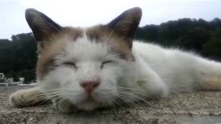 防波堤の上で寝てる野良猫をモフモフする