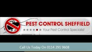 Pest Control Sheffield