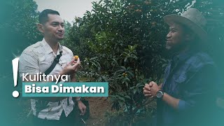 Mengunjungi Kebun Jeruk Kumquat Nagami, Cobain Buah dari Pohonnya