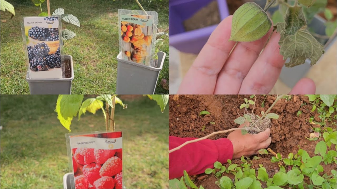 زرعت أندر انواع التوت البري في المنزل 🫐🫐