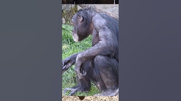 Pigs Are Smarter Than You Think!   #shorts