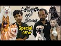 Dog Market Rawalpindi |  Belgium Milanoise , German shepherd , Russian | Shahzain Animals Vlogs