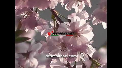 Desmoheart - IDA01 - CNC RACING Ducati Scrambler 800 Turn Indicator Mounting Adapters