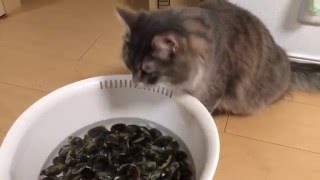 砂抜き中のアサリにちょっかいを出す猫 ノルウェージャンフォレストキャット Cat, meddle in clams in the sand removing.Norwegian Forest Cat.