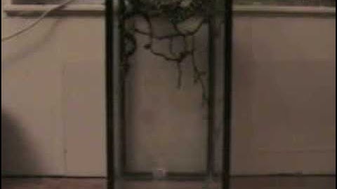 Jungle Carpet Python Miss Strikes Part 2