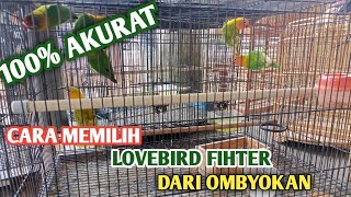 SANGAT MUDAH ternyata, tutorial memilih lobet bahan fighter dari ombyokan pasti jadi juara