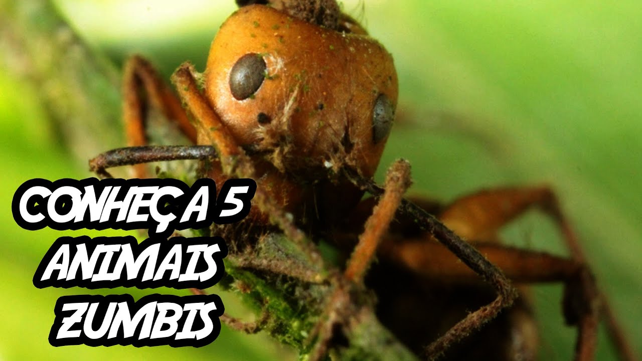 5 Chocantes Zumbis do Mundo Animal