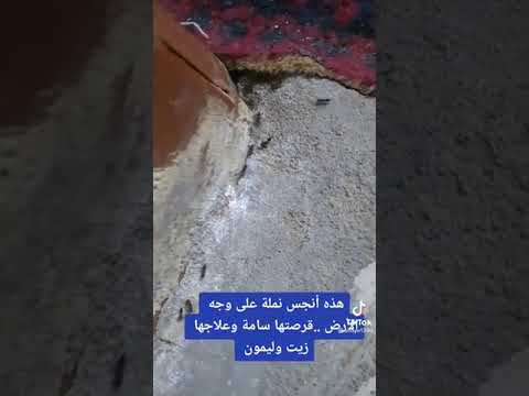 النمل الناري خطير جدا
