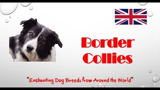 #Border Collies 'Enchanting Dog Breeds from Around the World'