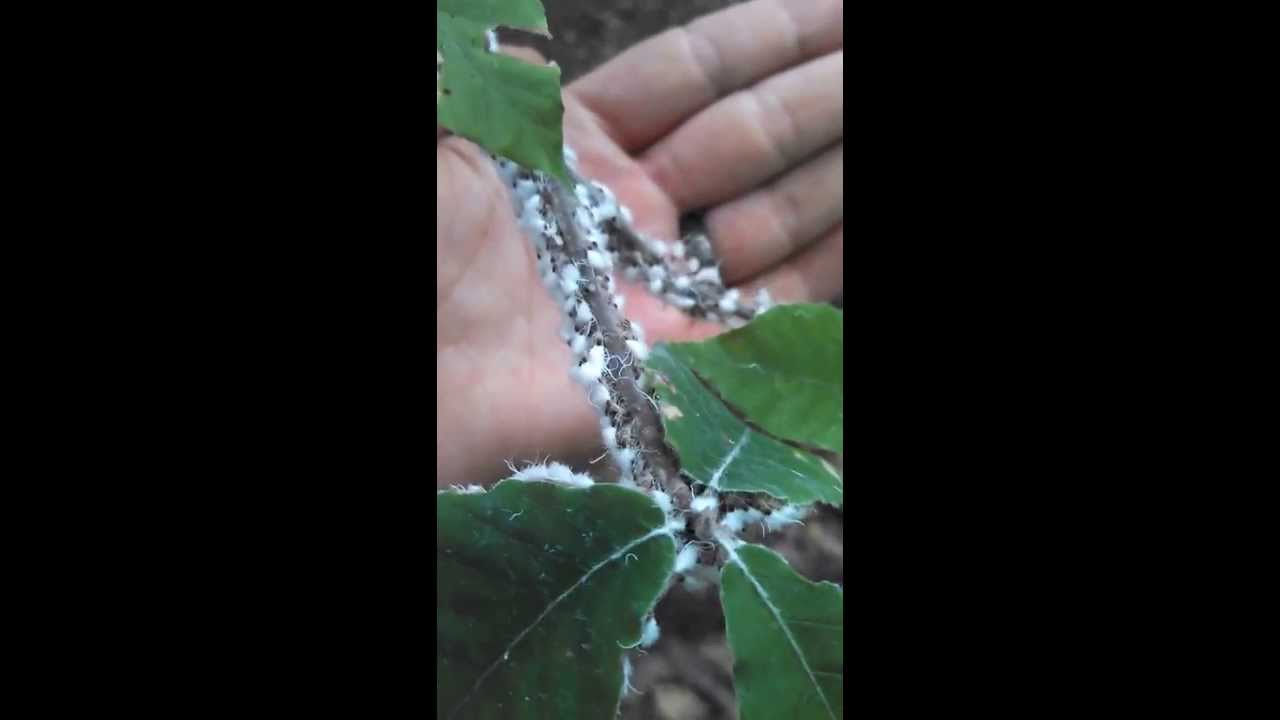 Amazing Insects in Ohio - YouTube