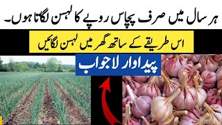 Garlic Farming | lahsan ke kasht | lahsan lagane ka tarika | Garlic Cultivation | How to grow garli