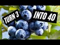 How to Propagate Blueberries | EASILY root Blueberry Cuttings