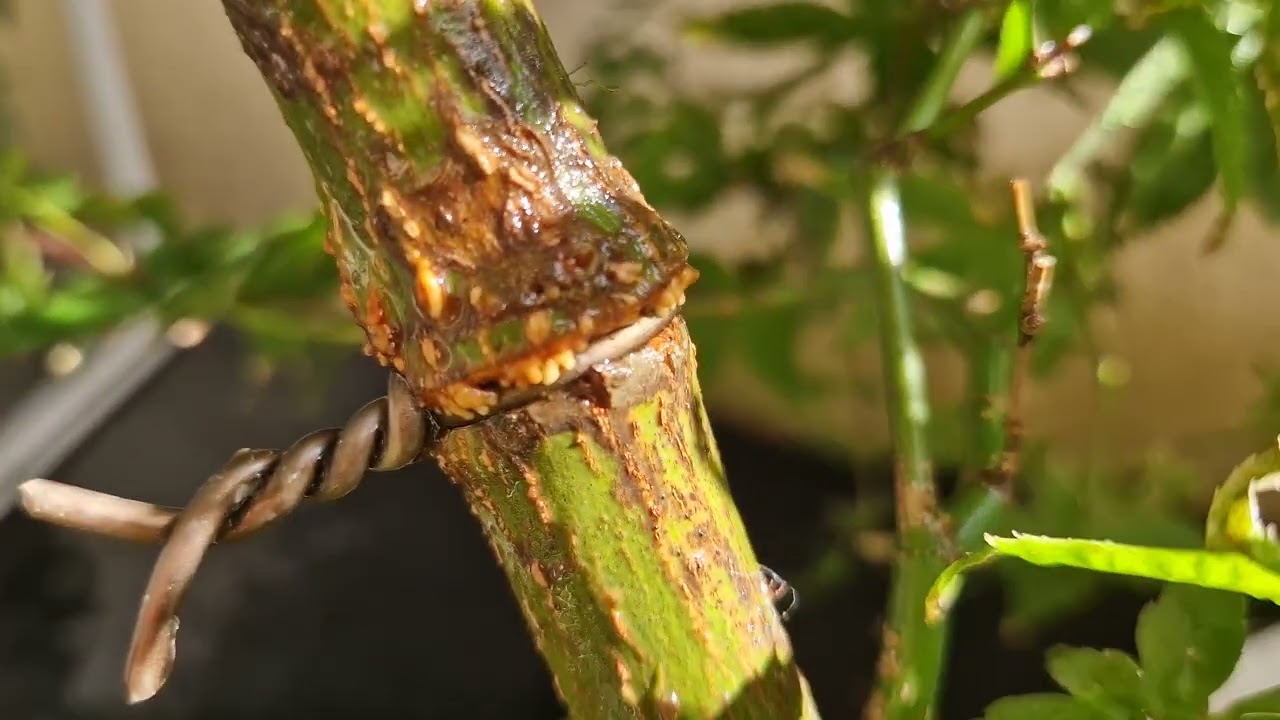 Reacodando acer palmatum shindeshojo a 24/08/2025