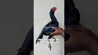 Nithy’s Aseel Farm : Top Quality Parrot Beak Aseels. #aseel      #aseelfarm     #nithysaseel